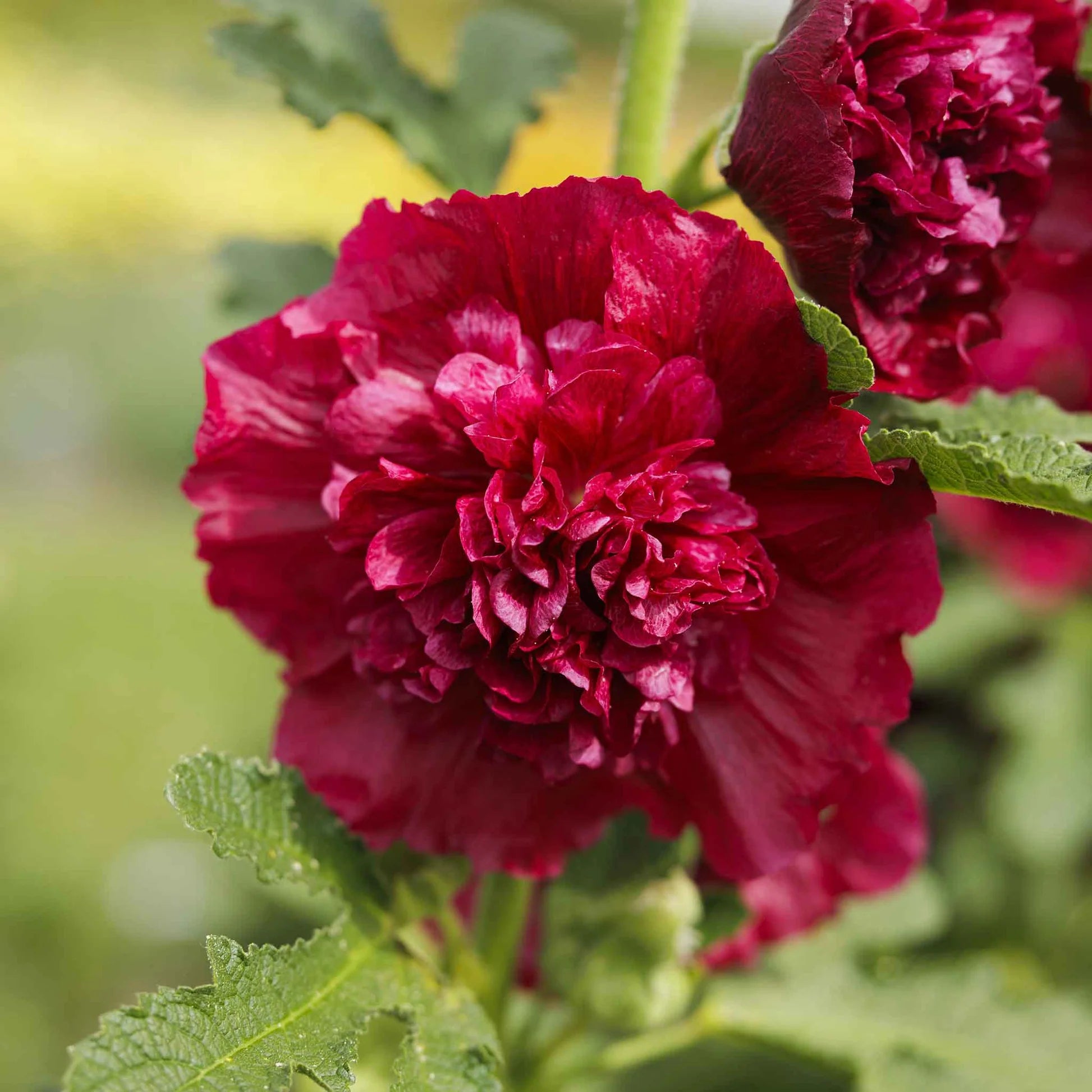 Maroon Hollyhock Flower seeds for Planting - Hardy Variety, Heirloom & GMO Free Seeds for Home Garden