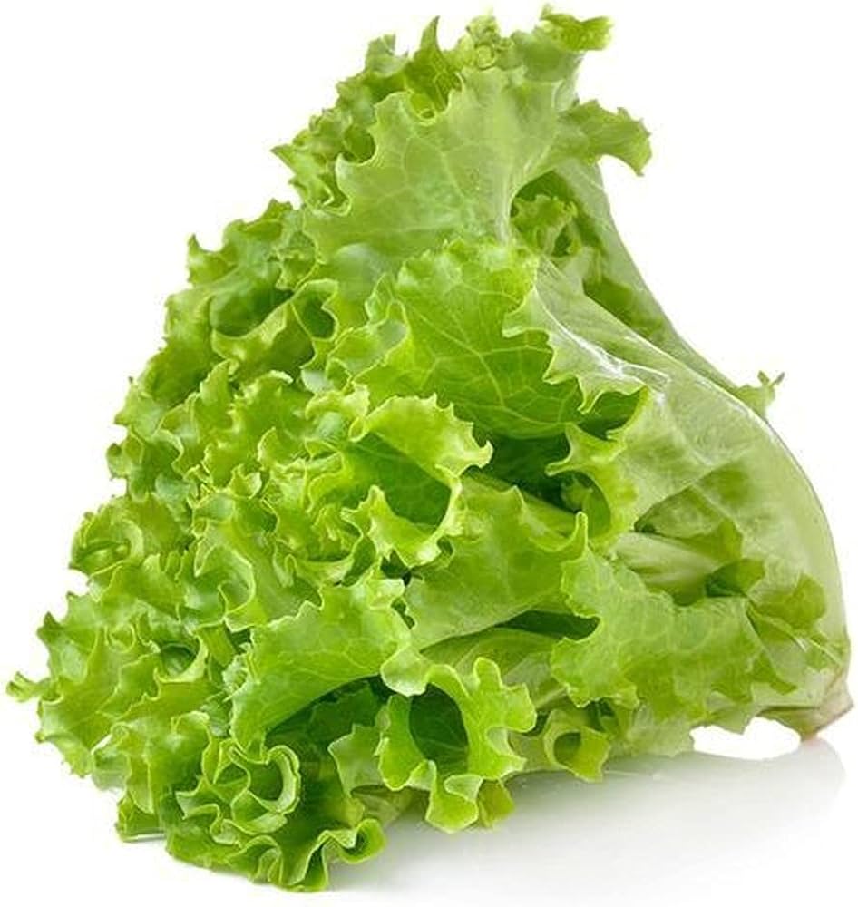 Slobolt Lettuce seeds for backyard planting