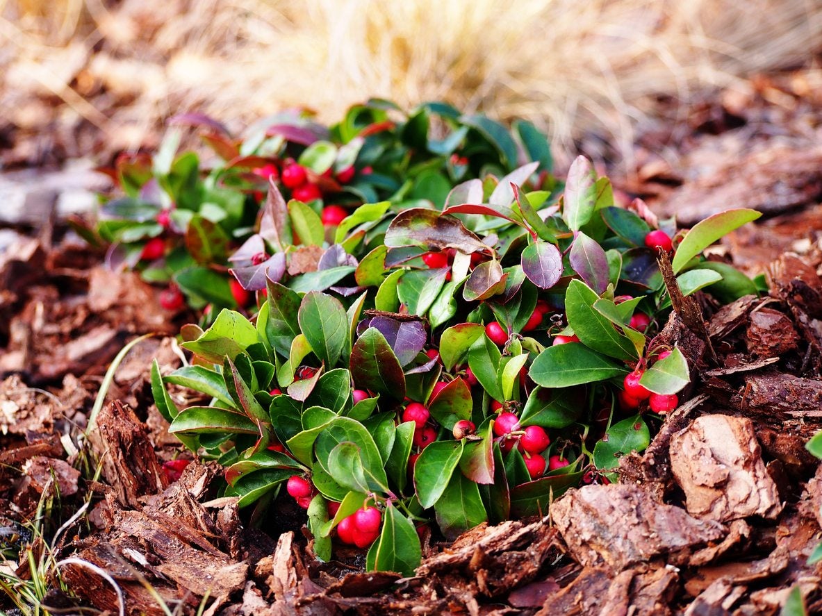 Home Garden Red Wintergreen Seeds for Easy Growing