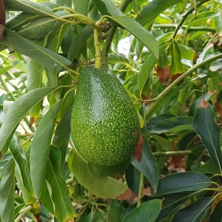 Heirloom Avocado Seeds – Non-GMO Superfood Tree for Backyard Orchards