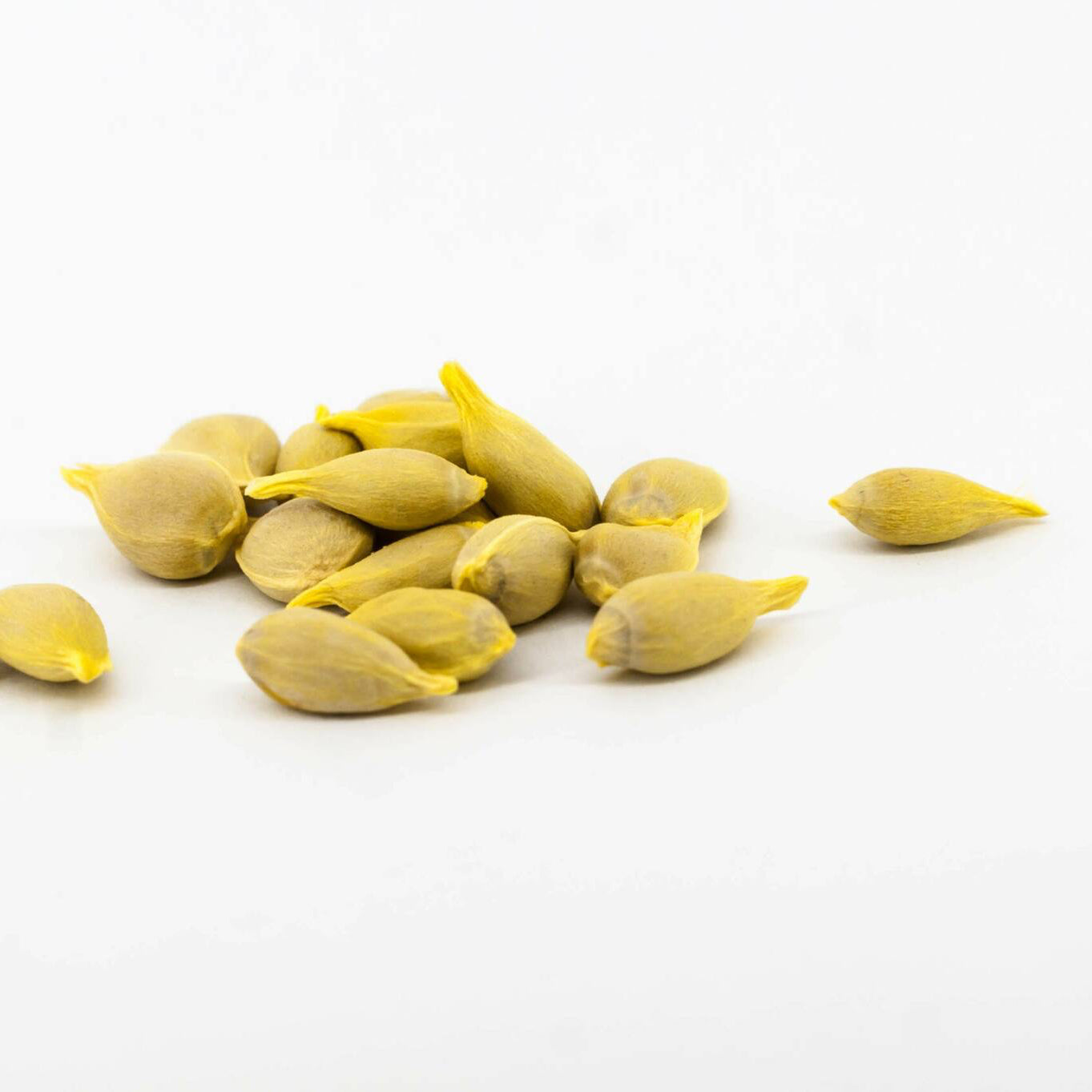 Lemon Tree Seeds – Organic Tropical Citrus Variety for Terrace Gardening