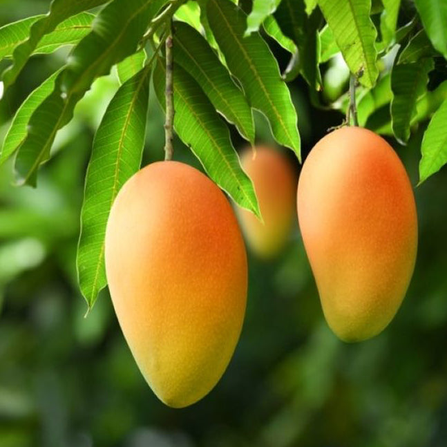 Heirloom Mango Seeds – Non-GMO Fruit Tree for Pots and Terrace Gardens