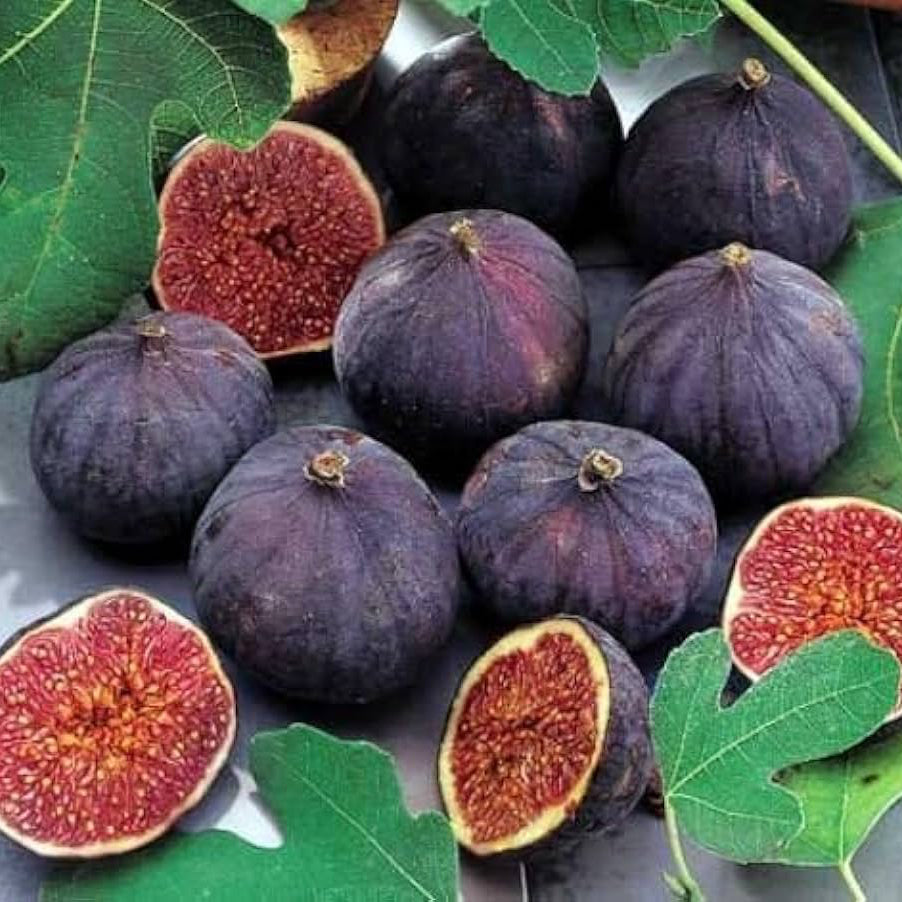 Fig Tree Seeds – Organic Sweet Fruit Variety for Backyard Gardens