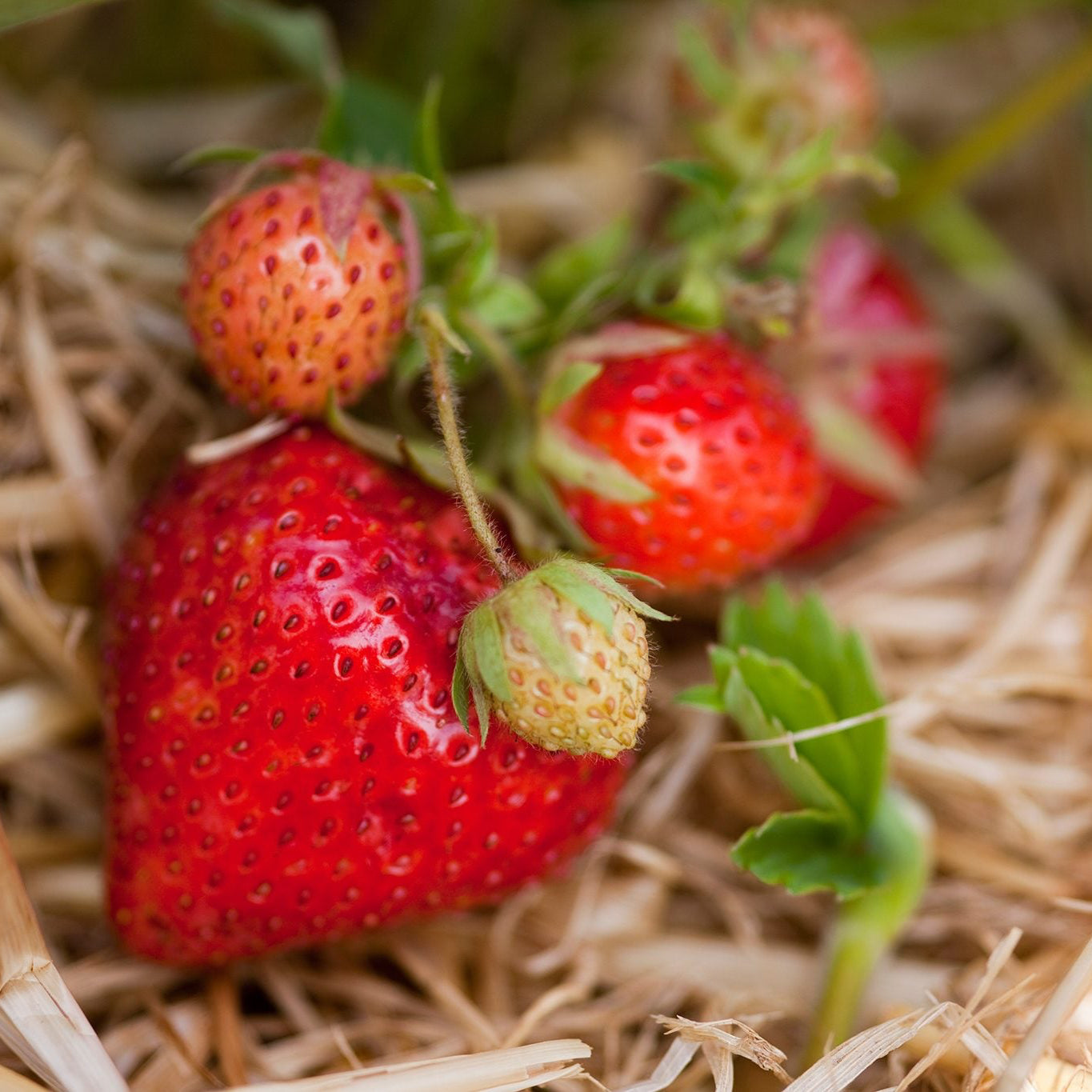 Heirloom Strawberry Seeds – Non-GMO Sweet Fruit for Balcony Gardens