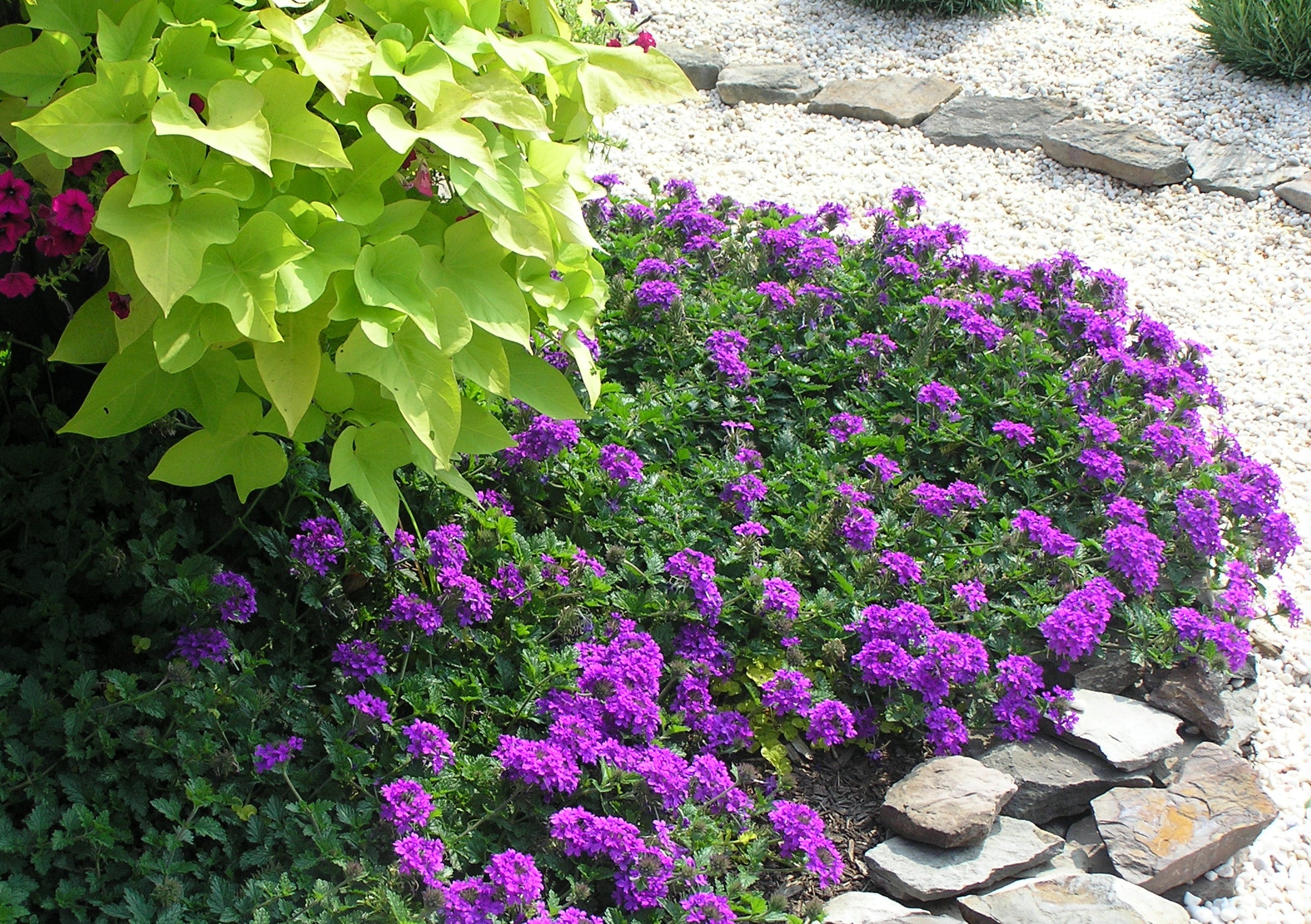 Verbena Flower Seeds for Planting