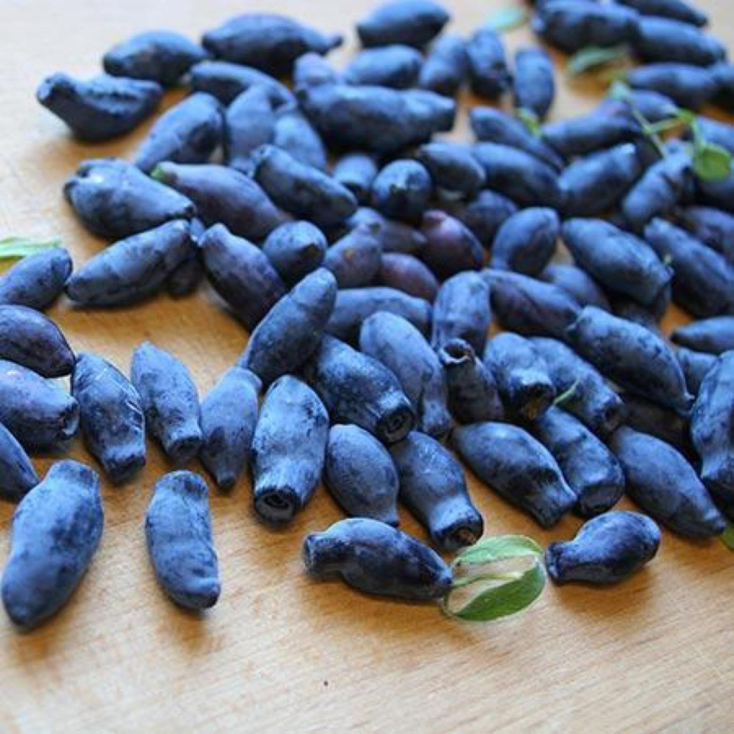 Honeyberry seeds growing into flowering Lonicera caerulea shrubs