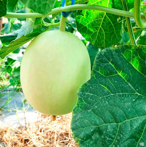 Green Honeydew Melon Seeds for Planting