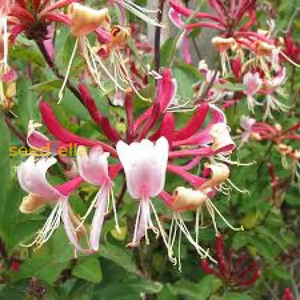 Honeysuckle Lonicera Seeds For Planting - Vibrant Flowering Plant Flower