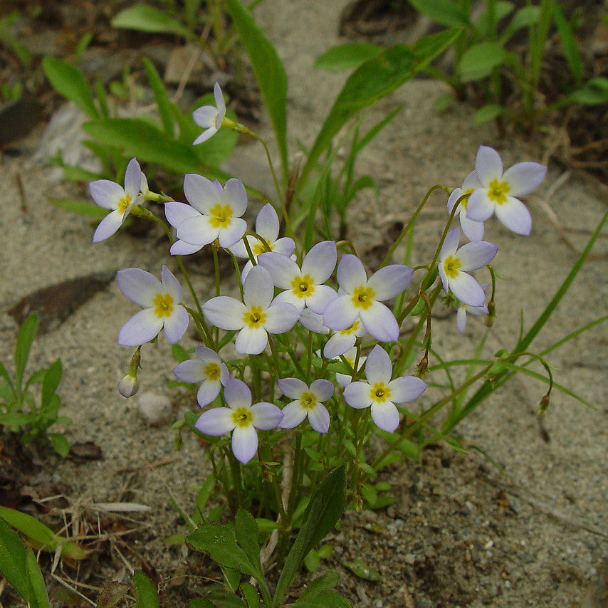 Houstonia Houstonia spp Flower Seeds for Planting in Flower Bed