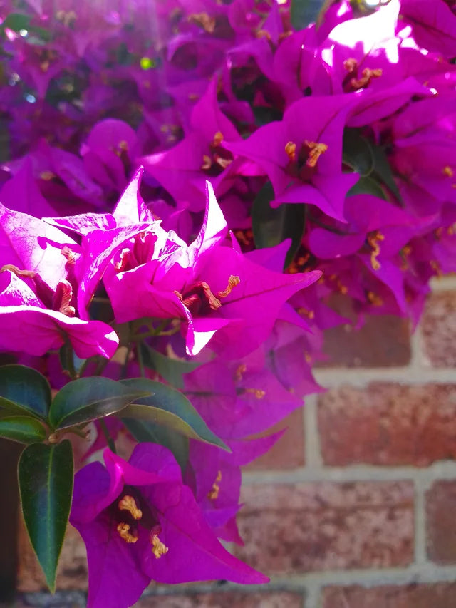 Purple Bougainvillea Flower Seeds for Easy Planting and Stunning Blooms