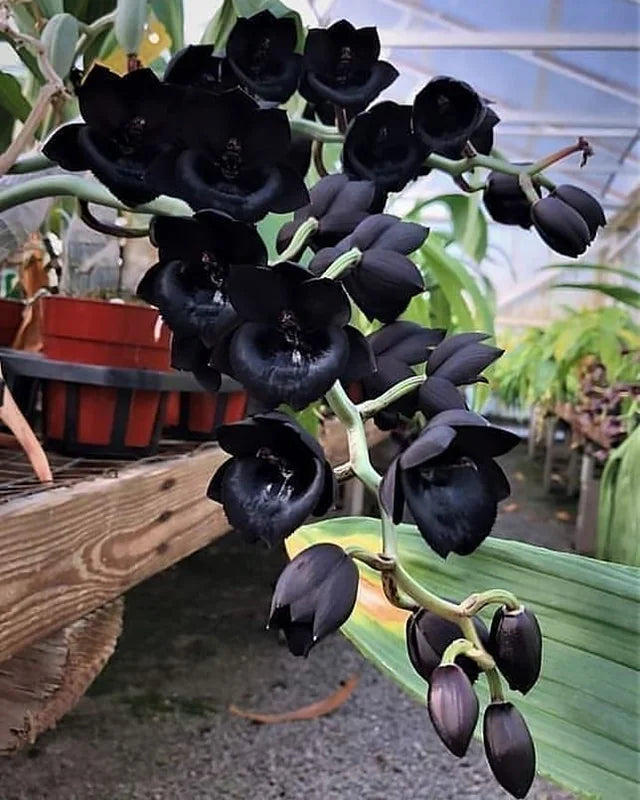 Black Dendrobium Flower seeds for Planting - Sun Loving, Heirloom & GMO Free Seeds for Home Garden