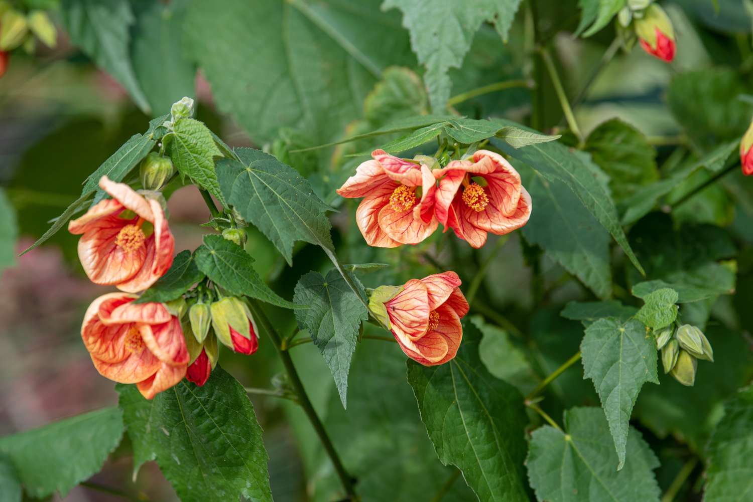 Abutilon Flower seeds for Planting - Shade Tolerant, Heirloom & GMO Free Seeds for Home Garden