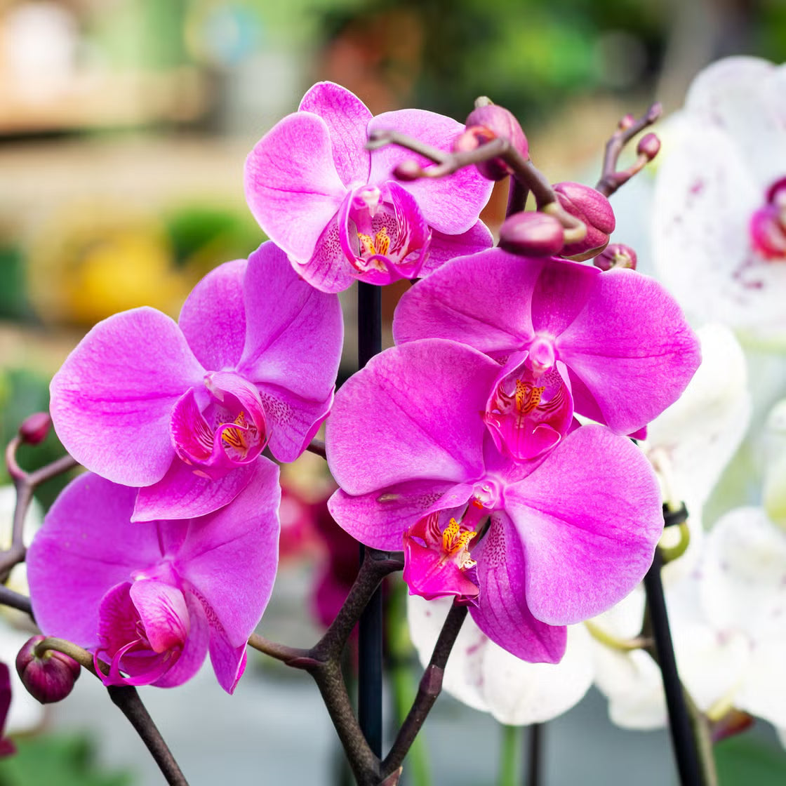 Phalaenopsis Flower seeds for Planting Sun Loving Heirloom & GMO Free Seeds for Home Garden