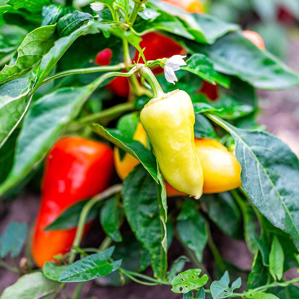 Yellow Pepper Seeds for Vegetable Planting