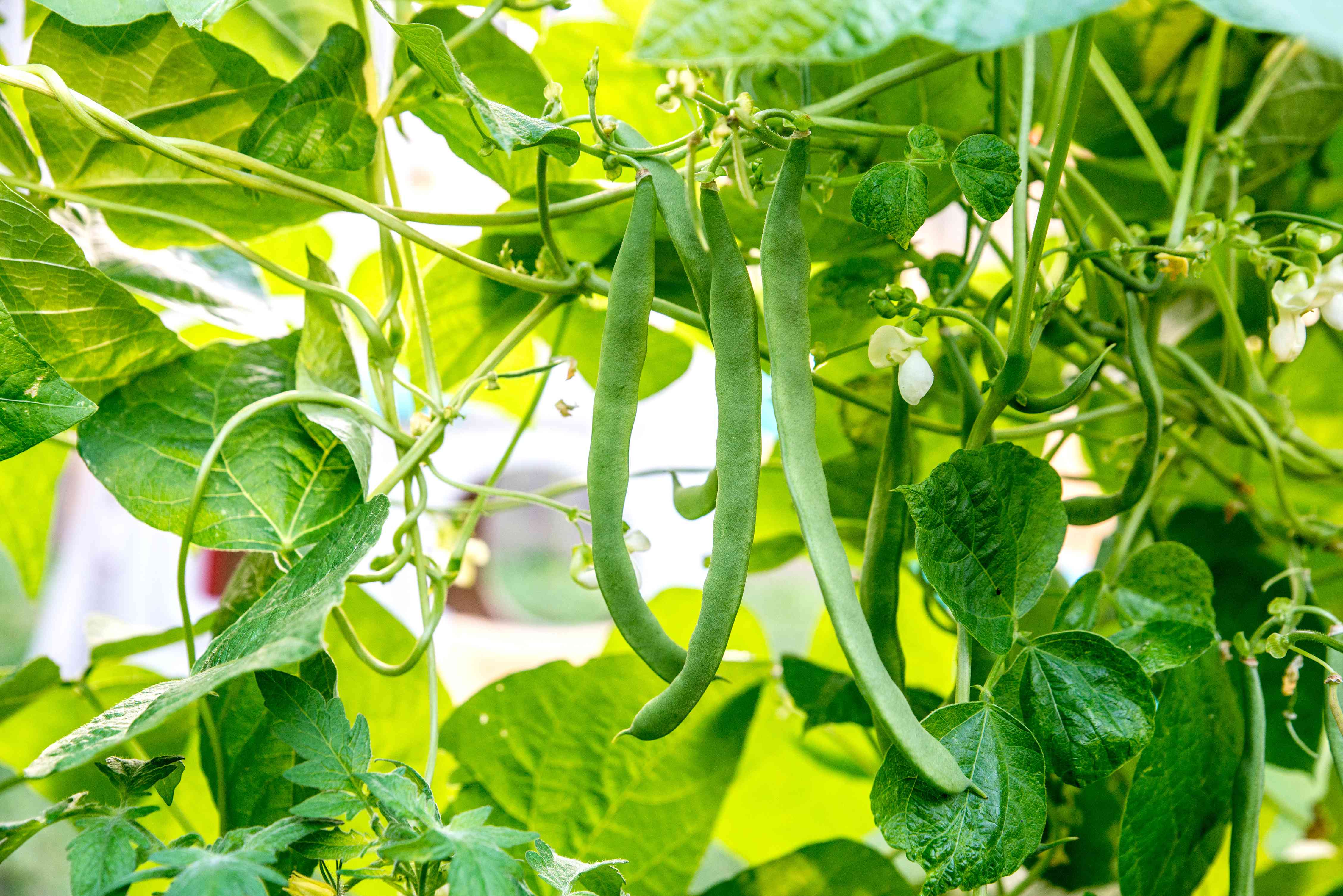 Green Snap Bean Seeds for Planting