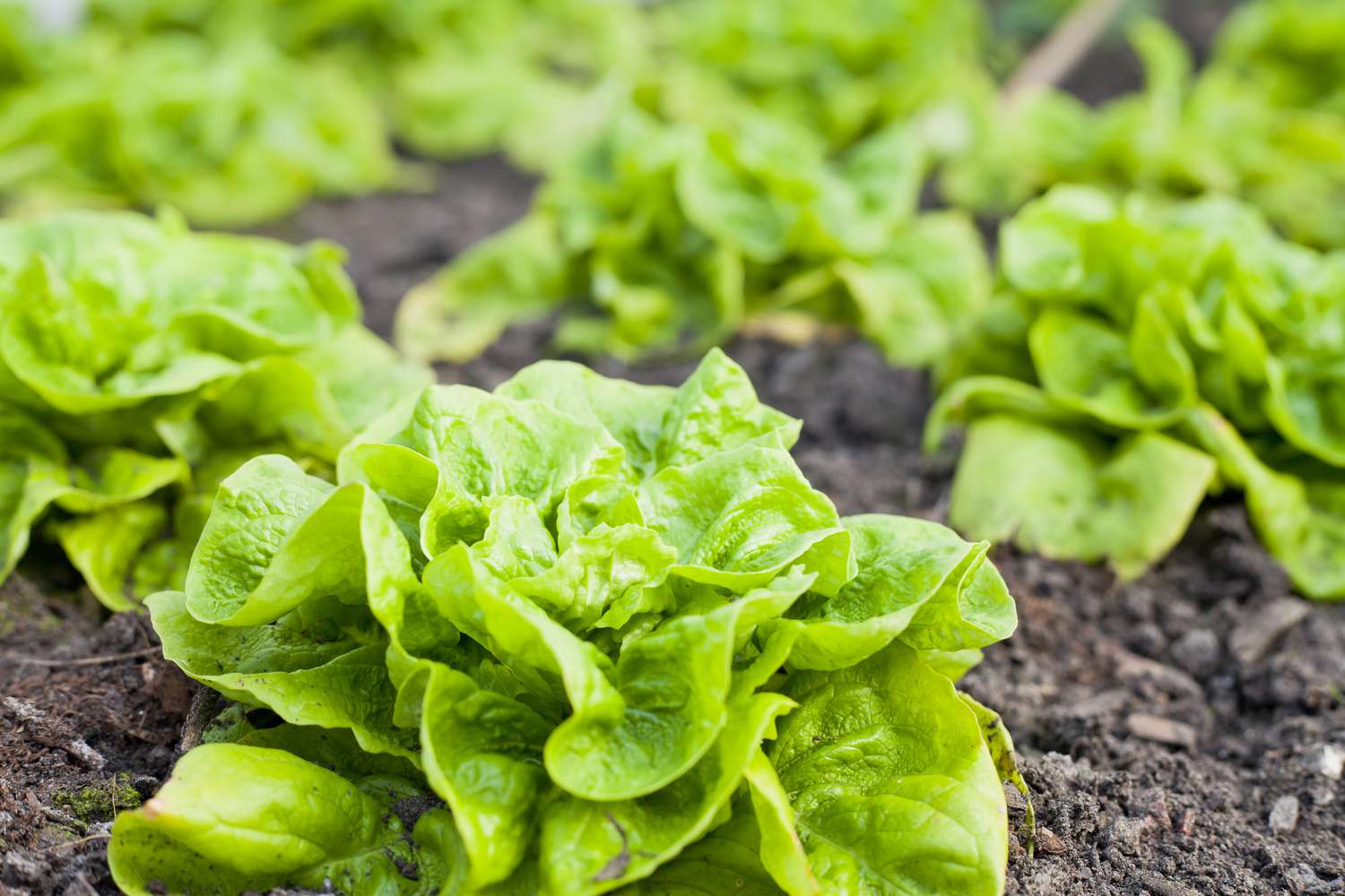 Lettuce Mix Seeds for Indoor Planting