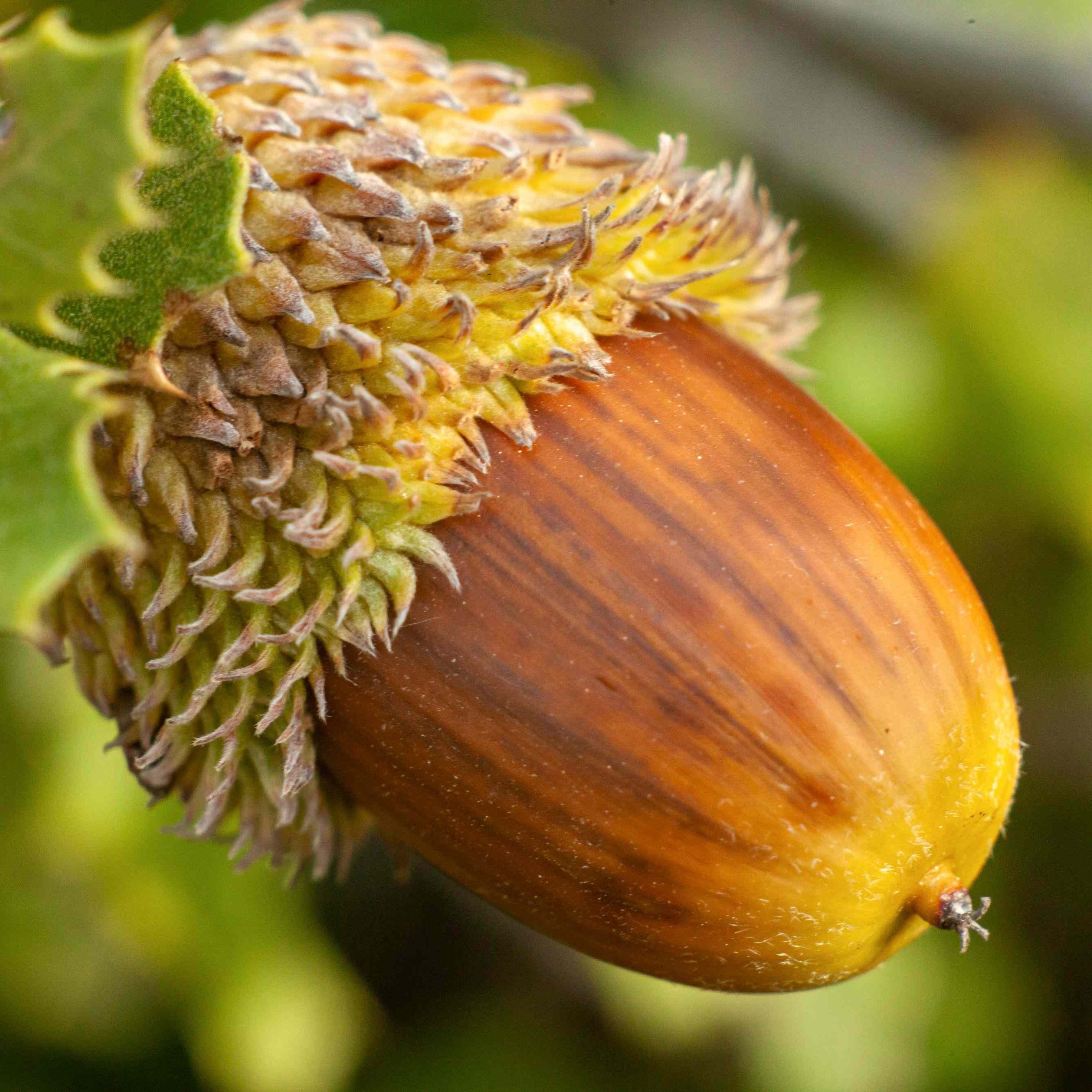Acorn Seeds for Planting: Grow Strong Oak Trees