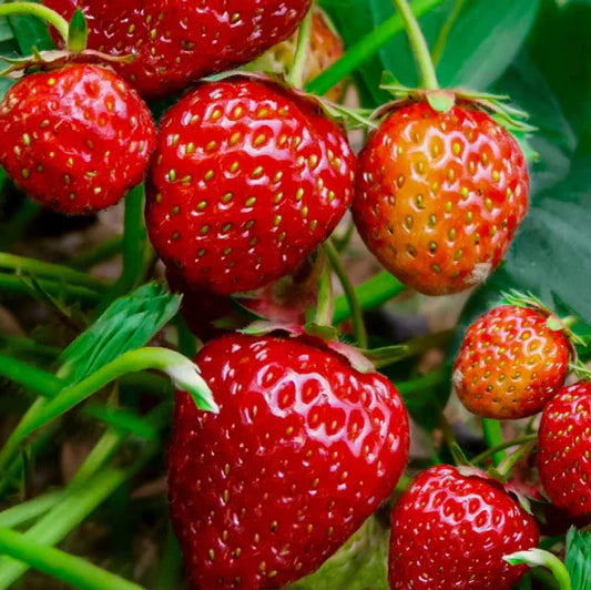 Erdbeere Strawberry Seeds for Planting - Grow Juicy Homegrown Strawberries