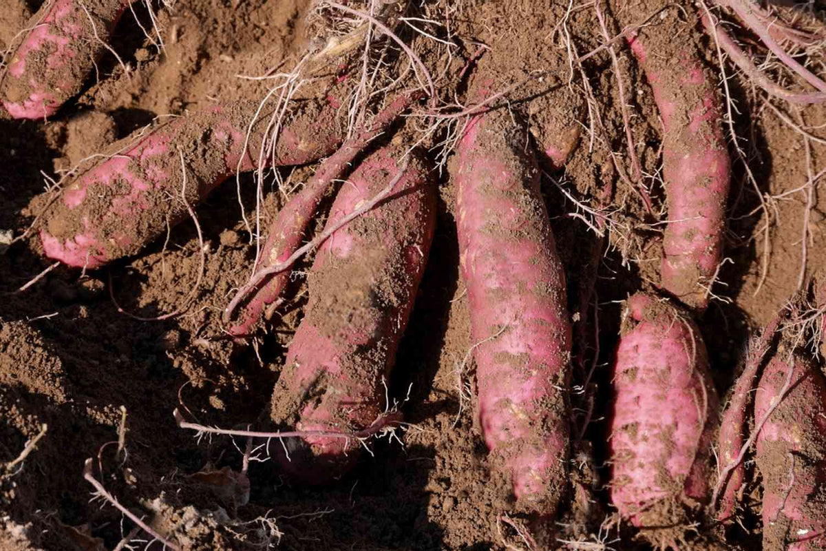 Purple Potato Seeds for Home Gardening for Planting, Premium Seeds | Heirloom Non-GMO - Evergrowseeds