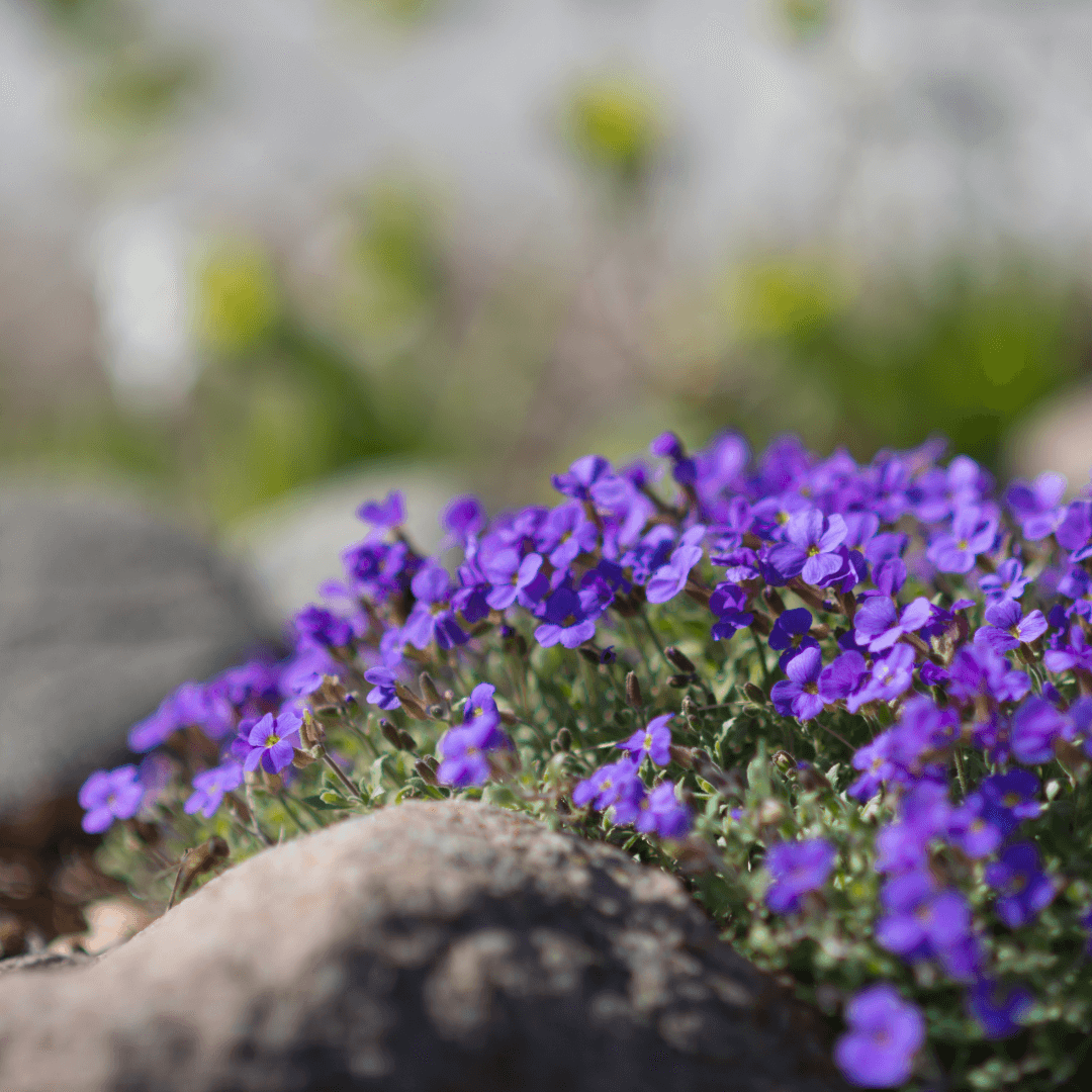 Rock Cress Flower Seeds for PlantingSnow Peak Wildflower Mix Heirloom & GMO Free Seeds for Home Garden
 
 Sale