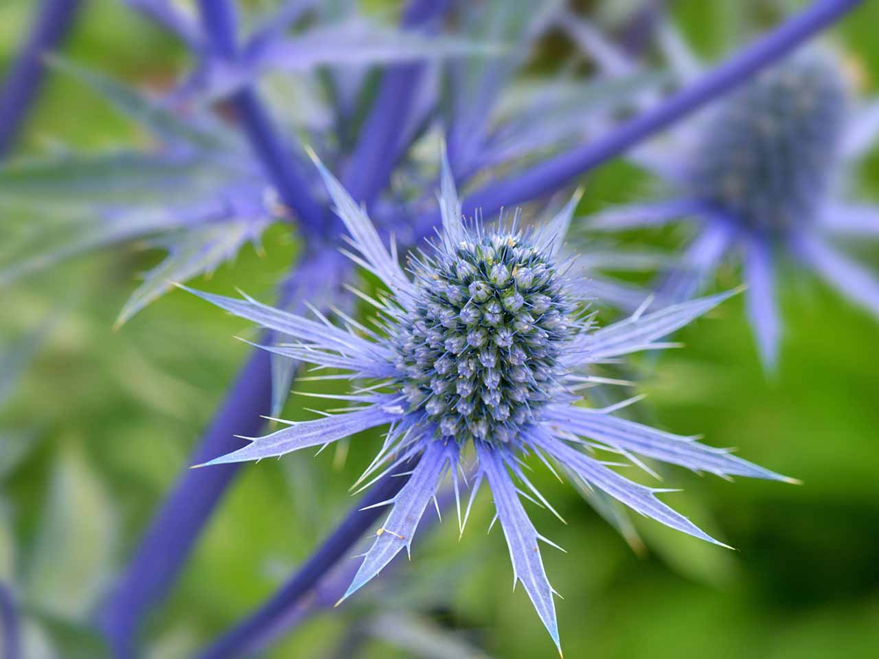 Sea Blue Holly Flower Planting  Seeds for Stunning Blooms in Your Garden