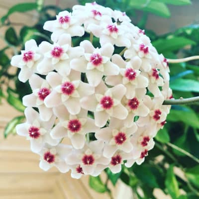Fresh Hoya Flower seeds for Planting - Easy to Grow, Heirloom & GMO Free Seeds for Home Garden