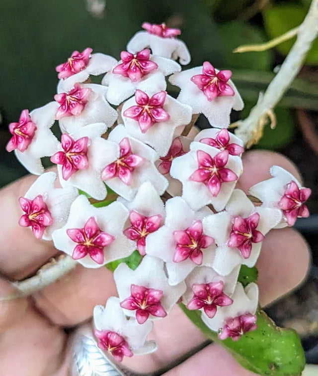Pink White Hoya Carnosa Flower Seeds for Planting Bright Blooms Heirloom & GMO Free Seeds for Home Garden
 
 Sale