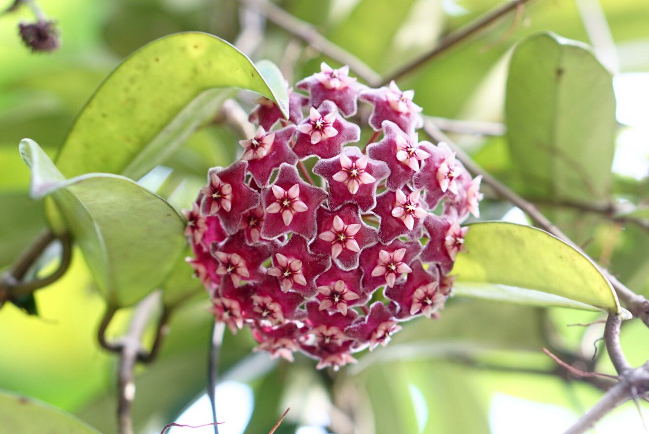 Hoya Carnosa Flower seeds for Planting Cut Flower Favorite Heirloom & GMO Free Seeds for Home Garden