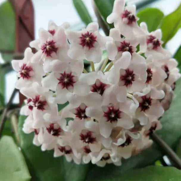 Hoya Carnosa Flower seeds for Planting - Compact Growth, Heirloom & GMO Free Seeds for Home Garden