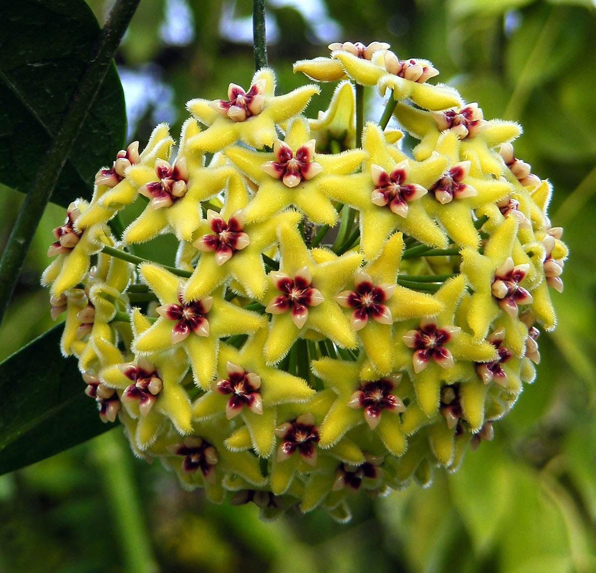 Canossa Flower seeds for Planting - Cut Flower Favorite, Heirloom & GMO Free Seeds for Home Garden