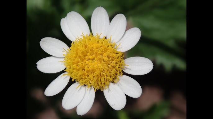 Anacyclus Pyrethrum Flower seeds for Planting - Garden Favorite, Heirloom & GMO Free Seeds for Home Garden