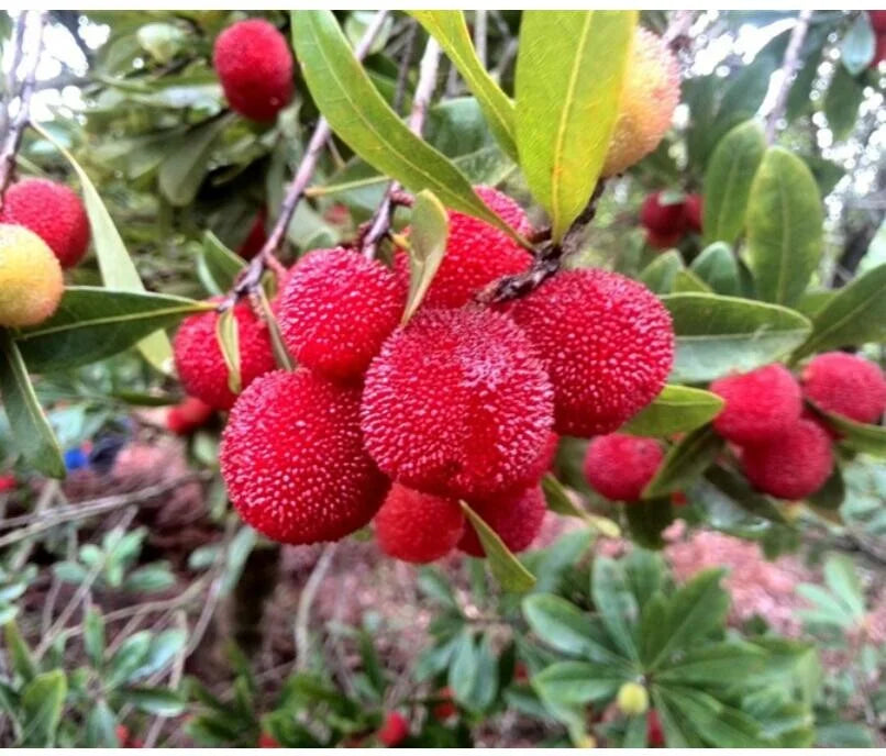 Arbutus Bayberry Fruit Seeds for Planting - Red