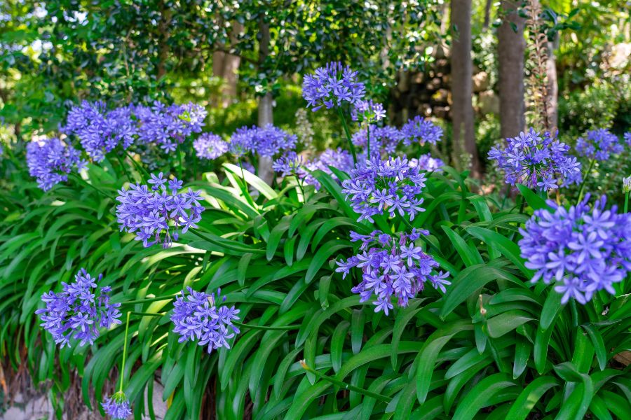 Mix Agapanthus Flower seeds for Planting - Perfect for Borders, Heirloom & GMO Free Seeds for Home Garden