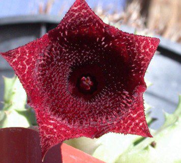 Huernia Keniensis Flower seeds for Planting - Compact Growth, Heirloom & GMO Free Seeds for Home Garden