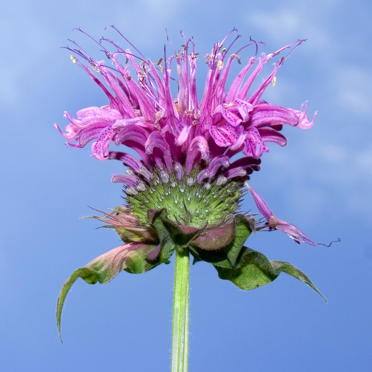 Heirloom Bee Balm Seeds – Non-GMO Native Flower for Wildlife Gardens