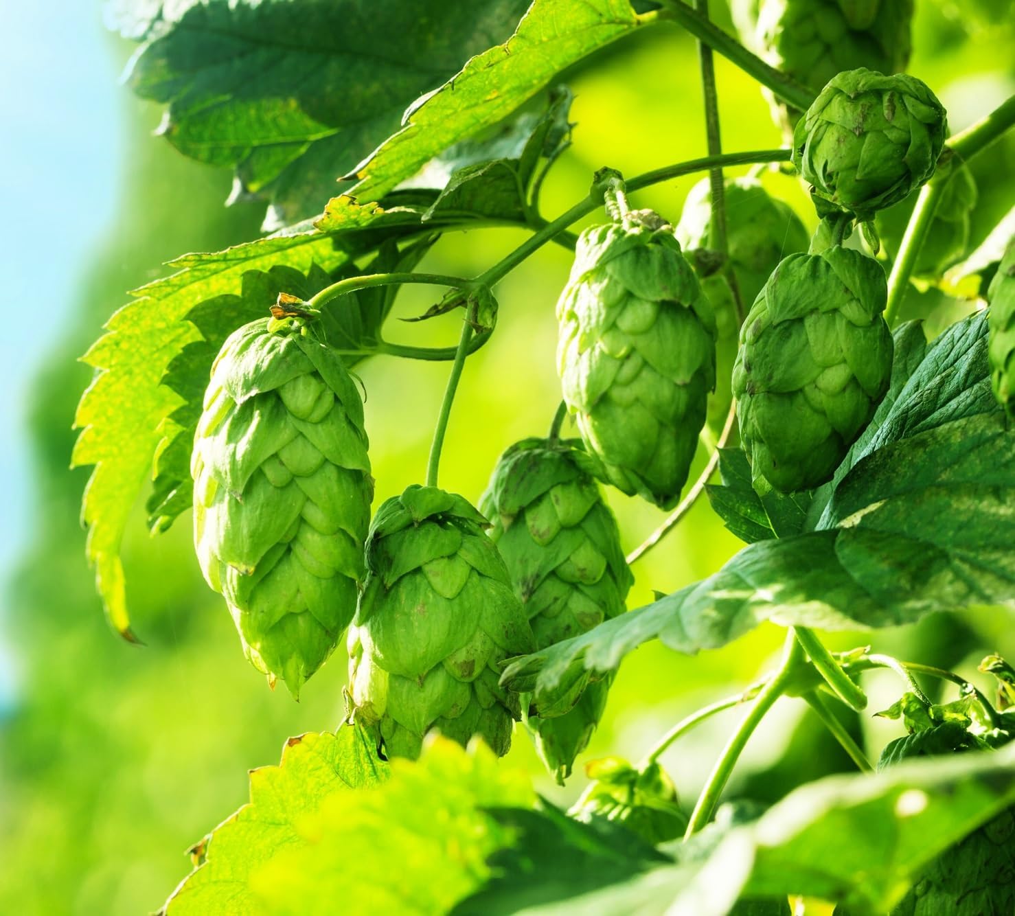 Humulus Lupulus Seeds