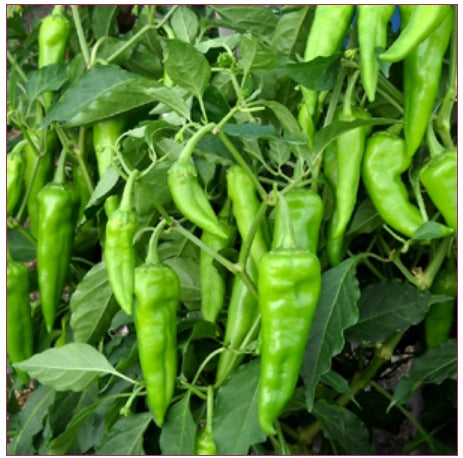 Chili Pepper Vegetable Seeds for Easy Planting