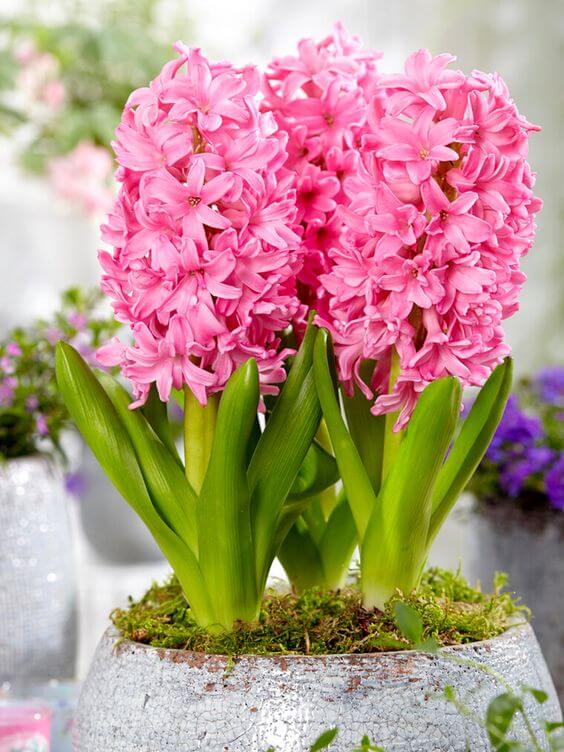 Light Pink Hyacinth Flower seeds for Planting - Easy to Grow, Heirloom & GMO Free Seeds for Home Garden