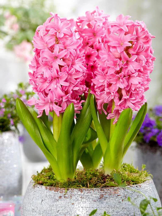Hyacinth Flower seeds for Planting - Cut Flower Favorite, Heirloom & GMO Free Seeds for Home Garden