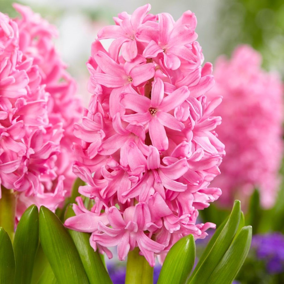 Hyacinth Flower seeds for Planting - Cut Flower Favorite, Heirloom & GMO Free Seeds for Home Garden