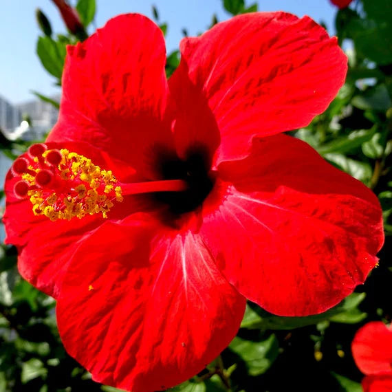 Hibiscus Burgundy Flower seeds for Planting - Sun Loving, Heirloom & GMO Free Seeds for Home Garden