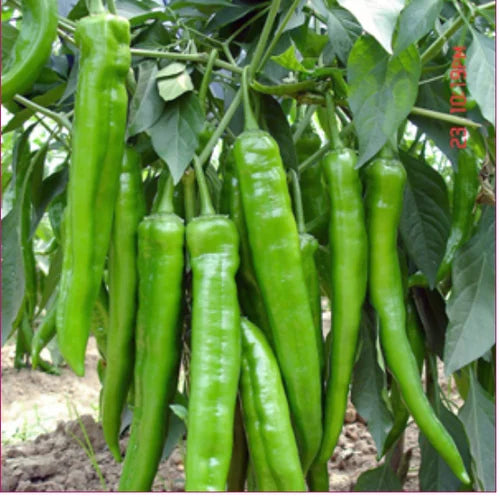 Chili Pepper Vegetable Seeds for Easy Planting