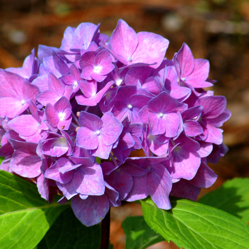 Purple Hydrangea Flower seeds for Planting - Low Maintenance, Heirloom & GMO Free Seeds for Home Garden
 
 Sale seeds for home garden