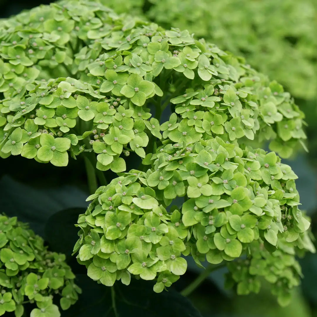 Hydrangea (Hydrangea Flower) seeds for planting in home garden