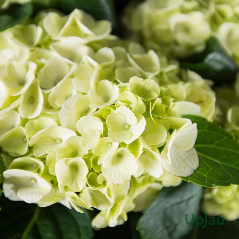 Hydrangea Flower seeds for Planting - Hardy Variety, Heirloom & GMO Free Seeds for Home Garden