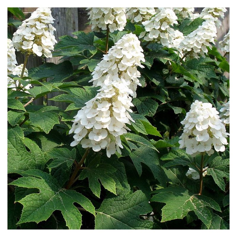 Mix Quercifolia Flower seeds for Planting - Premium Quality, Heirloom & GMO Free Seeds for Home Garden