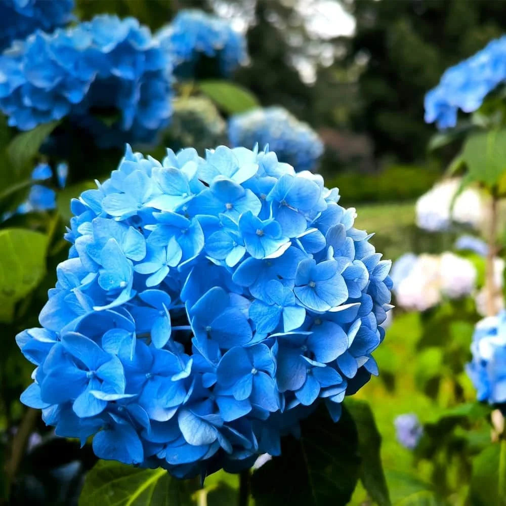Sea Blue Hydrangea Flower seeds for Planting - Sun Loving, Heirloom & GMO Free Seeds for Home Garden