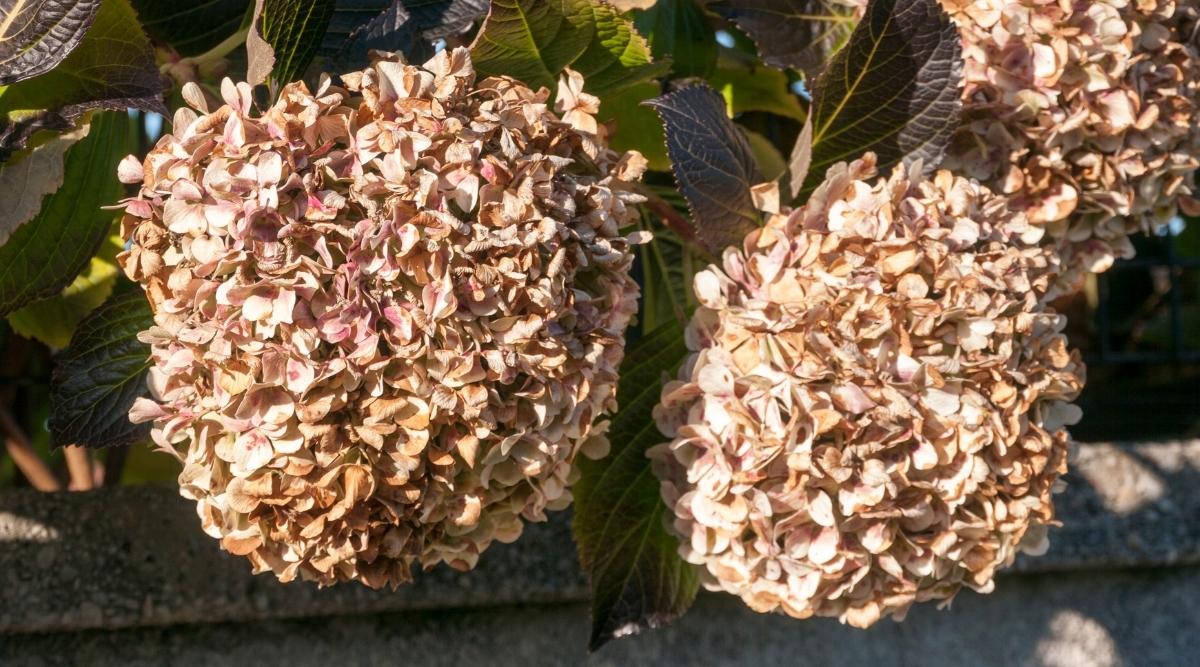 Brown Hydrangea Flower seeds for Planting - Seasonal Bloomer, Heirloom & GMO Free Seeds for Home Garden