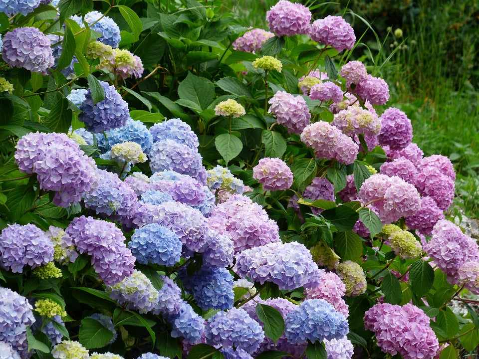 Pastel Rainbow Hydrangea Flower seeds for Planting - Long Bloom Season, Heirloom & GMO Free Seeds for Home Garden