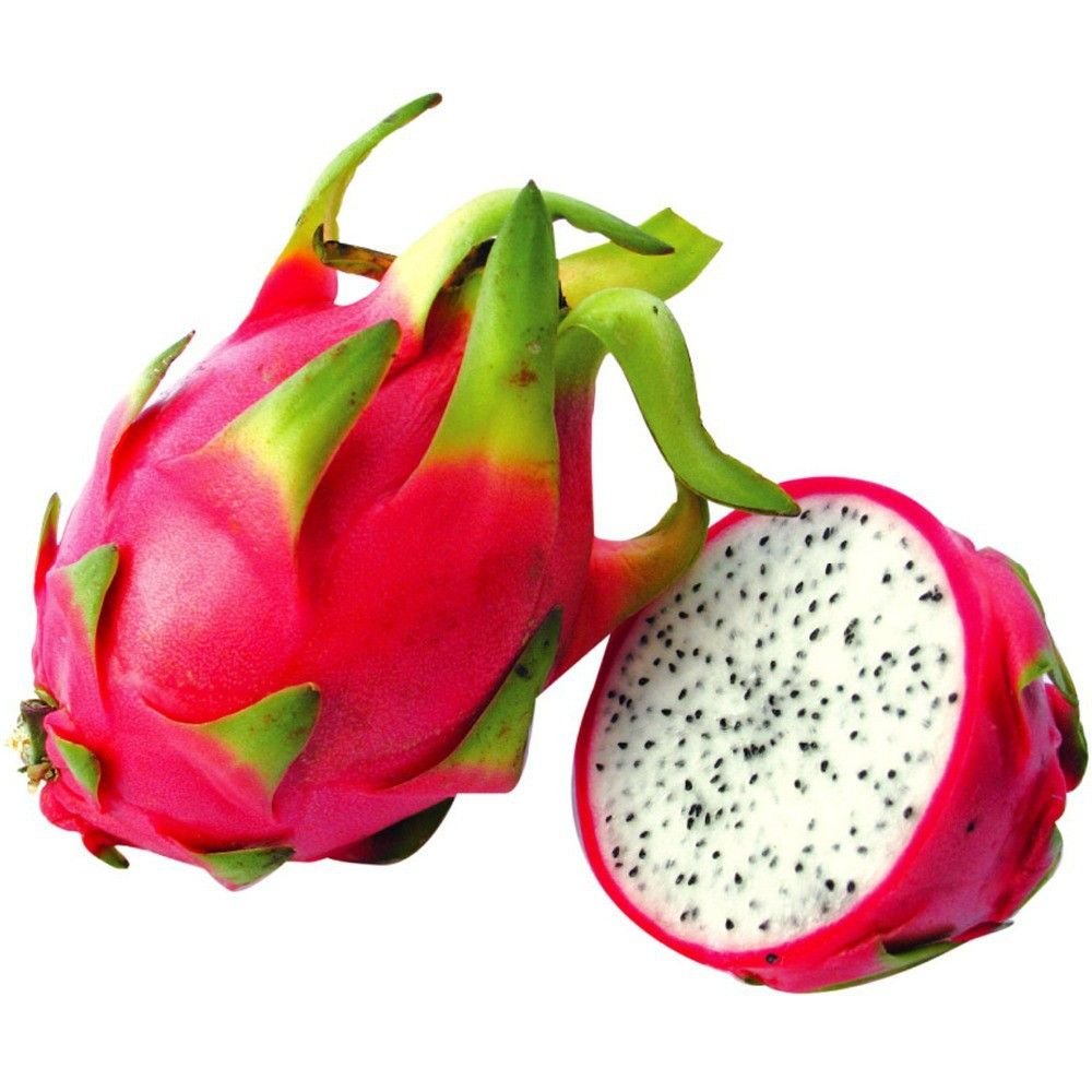 Hylocereus undulatus white pitaya plant with large white night-blooming flowers